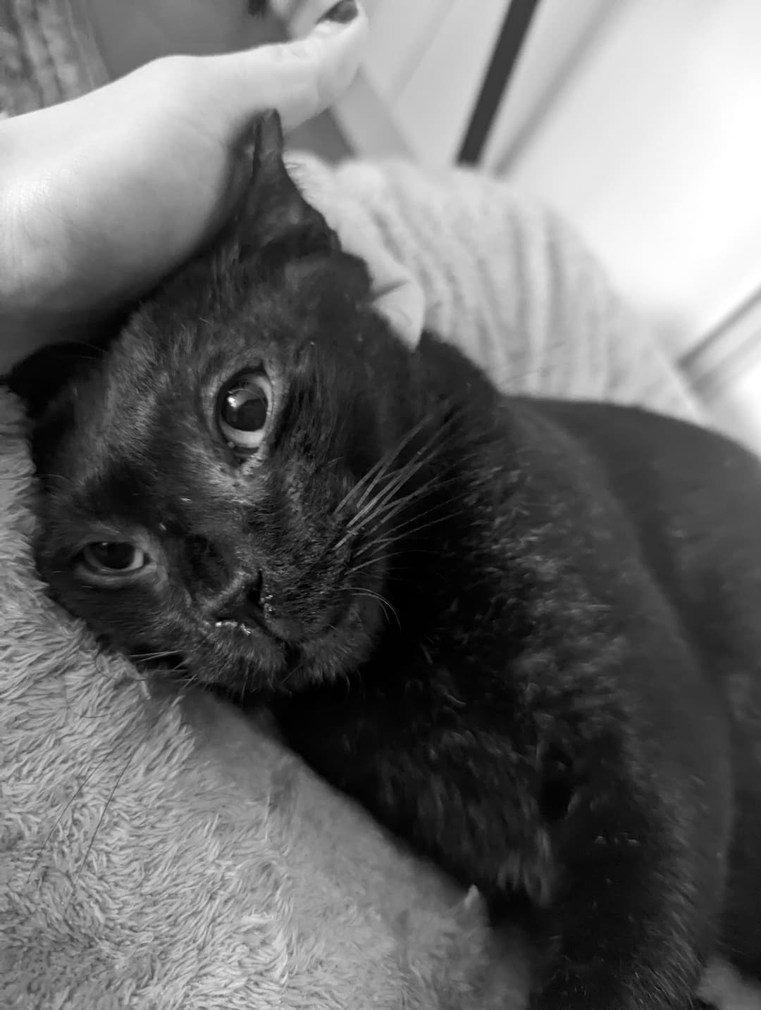 Sneezy, the resident CCO of transitcal